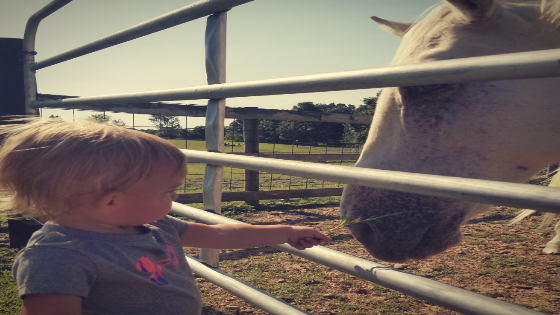 Life Lessons Learned on Farm. What a farm can teach kids about life and money